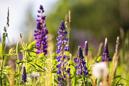 新鲜羽扇豆特写绽放春天紫色羽扇豆花,夏季草地高清图片