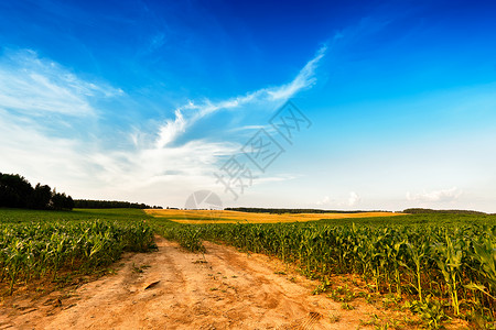 夏季景观与绿色玉米谷物田地道路云元素通往远处的土路背景图片