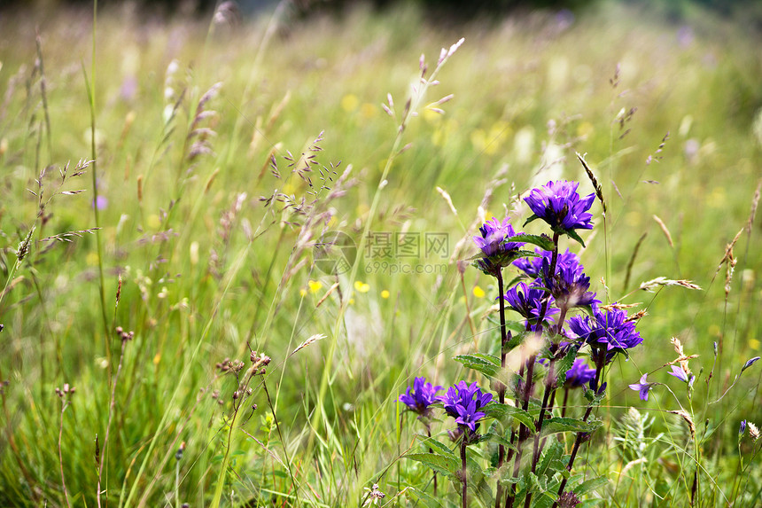 夏天草地上盛开的野花春花季节自然背景图片