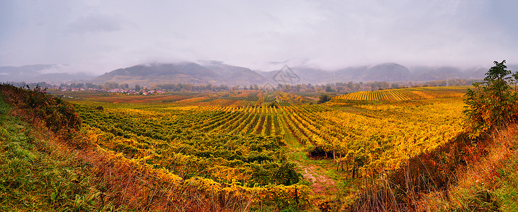 瓦乔山谷的全景奥地利葡萄园里五彩缤纷的秋天下奥地利的山丘图片