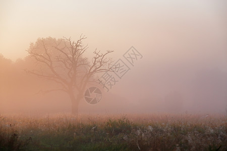 晨雾中的老干橡树朦胧的秋日日出笼罩草地上图片