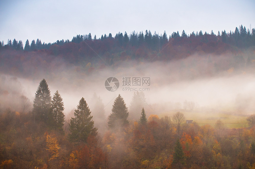 秋天的雨五彩缤纷的森林雨天山上的雾云松树,云杉,角梁山毛榉林地图片