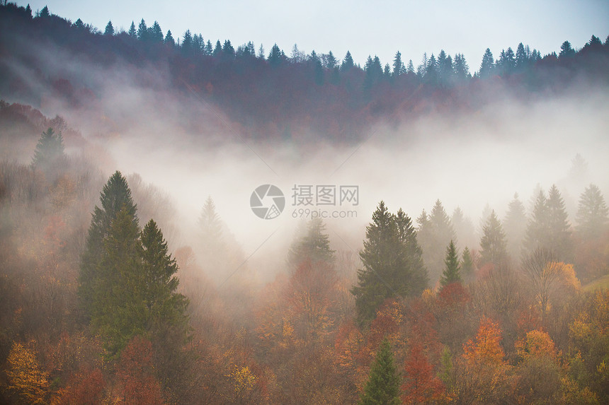 秋天的雨五彩缤纷的森林雨天山上的雾云松树,云杉,角梁山毛榉林地图片