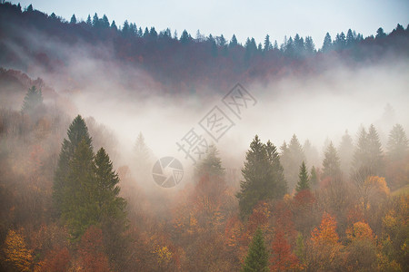 秋天的雨五彩缤纷的森林雨天山上的雾云松树,云杉,角梁山毛榉林地图片