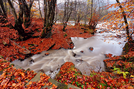 秋天的溪流雨天的红木里角梁山毛榉森林的秋天小溪秋天的颜色与红色的树木,树叶岩石森林里红色橙色叶子的奇妙地毯流动的高清图片素材