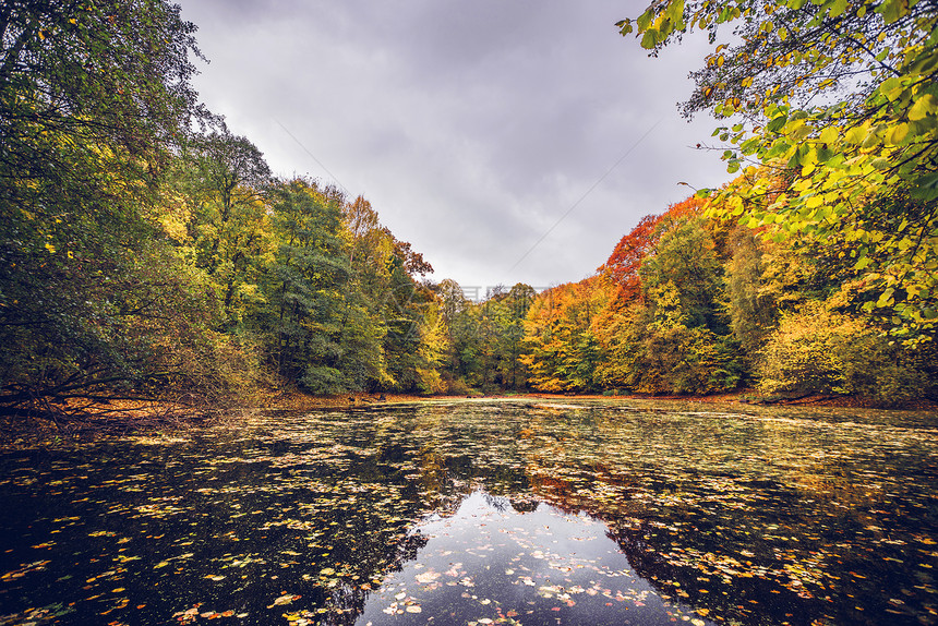 湖上覆盖着秋天的叶子,片森林附近,秋天的秋色美丽的,水上落叶图片