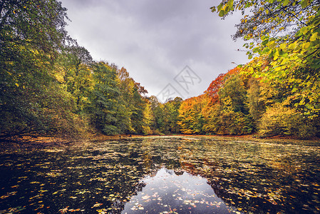 湖上覆盖着秋天的叶子,片森林附近,秋天的秋色美丽的,水上落叶图片