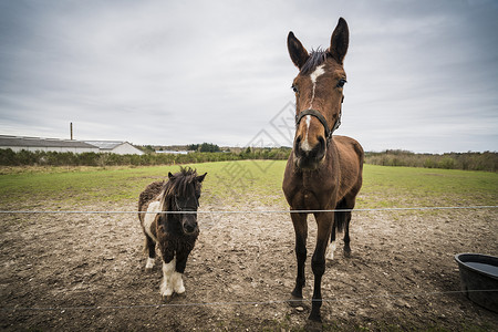两匹马农场的篱笆后,匹小马匹大马图片