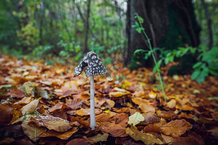 秋天的森林里,紫锥菊蘑菇个高柄个黑色的帽子,白色的斑点,金色的秋叶图片