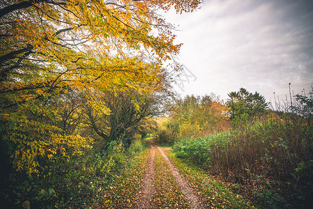 秋天的风景条森林小径,周围五颜六色的树木,秋天的颜色树叶覆盖着小径图片