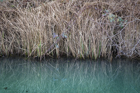 秋天,绿松石水个小池塘里被草包围图片
