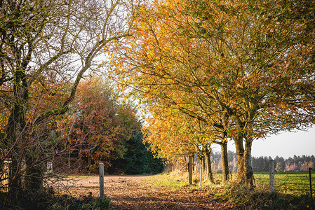 秋天的风景乡村的风景与金色的叶子树上秋天图片
