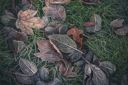 秋天,个寒冷的早晨,花园里,各种树木以美丽的秋天的颜色冻成的叶子白色高清图片素材