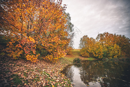 秋天,五颜六色的树个小池塘旁边,秋天的树叶草地上,静静的水湖里图片