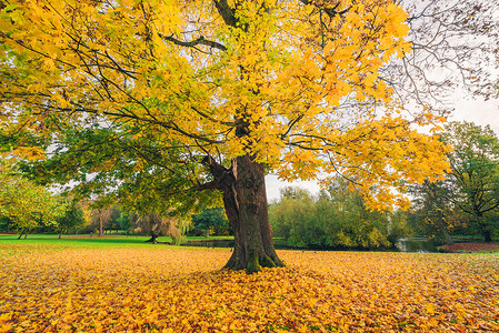 秋天公园里的棵大树,秋天的黄色枫叶覆盖着地图片