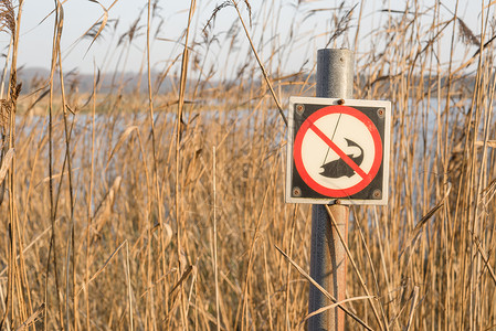 禁止钓鱼条高芦苇的河边钓鱼标志,钓鱼标志,没钓鱼警告背景