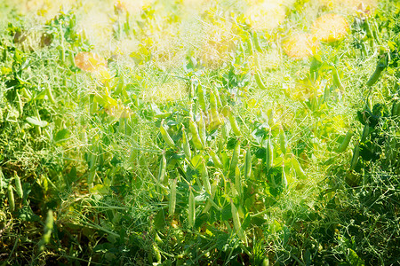绿色豌豆植物晴天图片