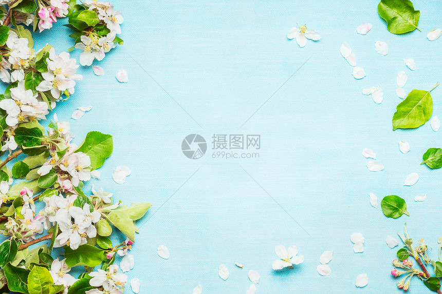 春天开花蓝色绿松石背景,顶部视图,框架图片