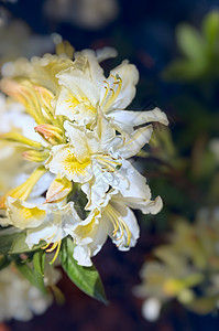 特写白色黄色杜鹃花,户外图片