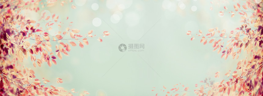 五颜六色的秋树枝与红叶浅蓝色的背景,为网站图片