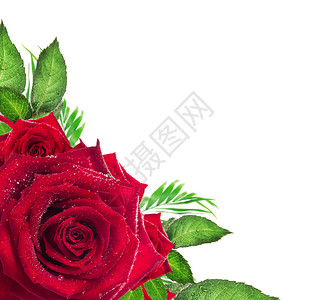 红玫瑰花,白色背景上绿叶,角边背景图片