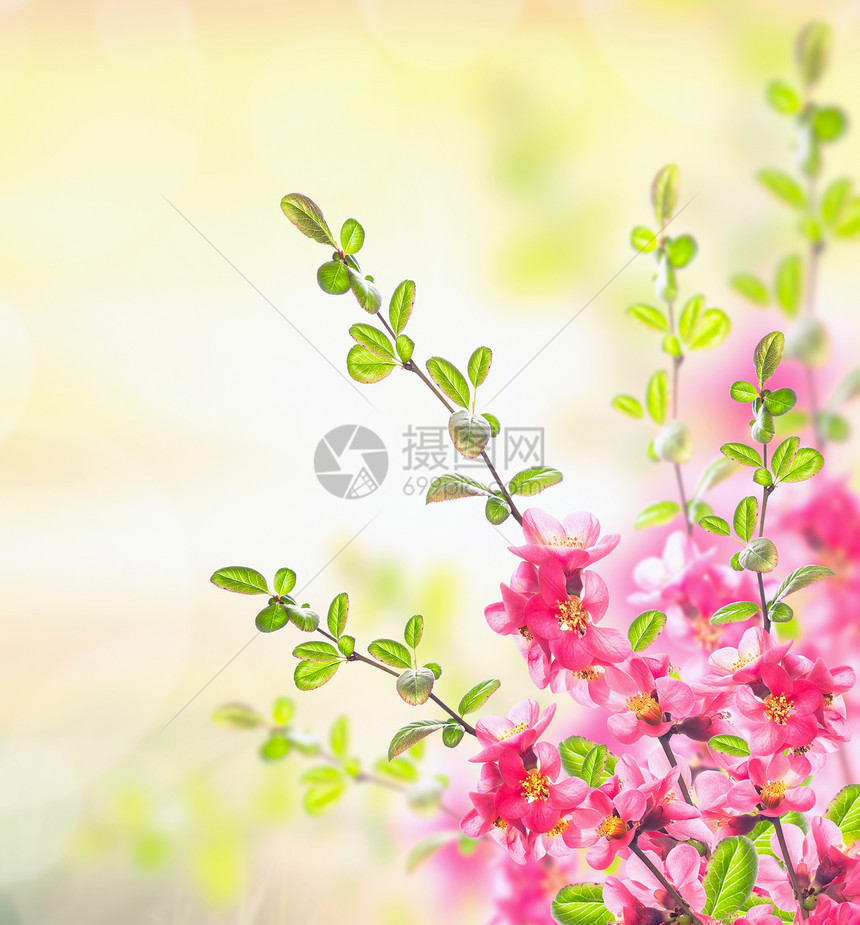 春夏自然背景与粉红色盛开的灌木丛,花卉边界图片