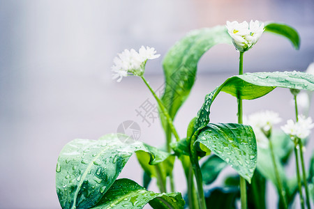 野生大蒜植物与白色盛开的im花园,户外感应电动机高清图片素材
