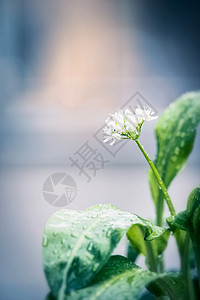 野生大蒜植物开花,户外自然高清图片素材