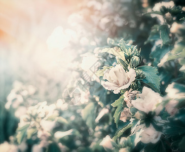 夏季花卉花园背景与日落照明玫瑰图片