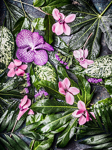 富创意的热带自然背景,各种棕榈丛林树叶紫色花朵,顶部景色异国植物的图片