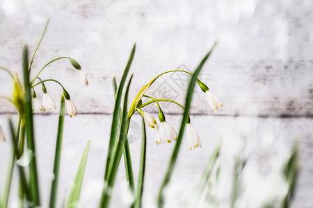 山谷的百合花,正的景色,特写春天的背景图片