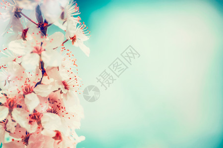 樱花绿松石蓝天背景图片