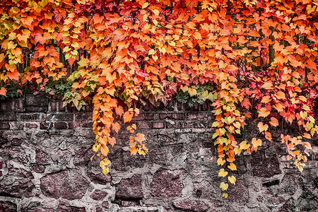 秋季团购会石墙栅栏上野生葡萄的秋季叶,户外自然背景,园林绿化背景