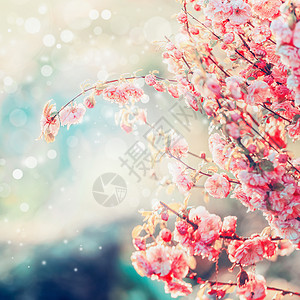 可爱的粉红色花朵与波克,夏天春天的自然背景背景图片