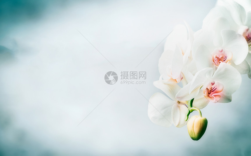 花缘与美丽的白色兰花蓝色背景自然,水疗健康图片