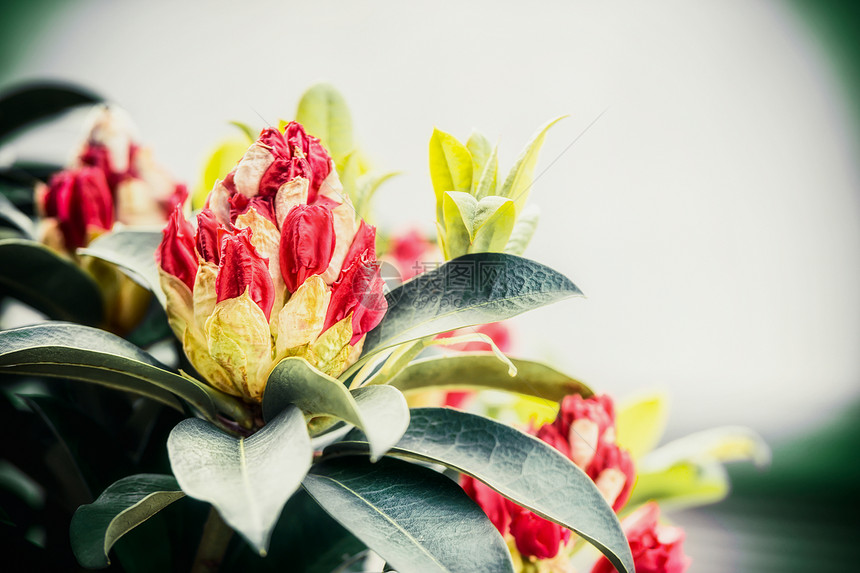 美丽的杜鹃芽,户外自然,花园花卉的图片