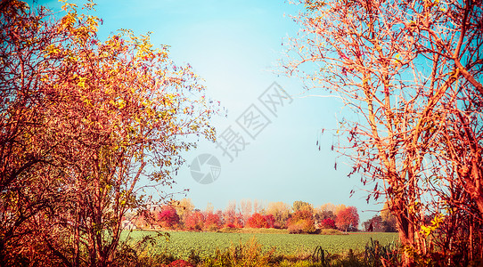秋天的乡村景观,树木,树叶田野秋天的自然背景光高清图片素材