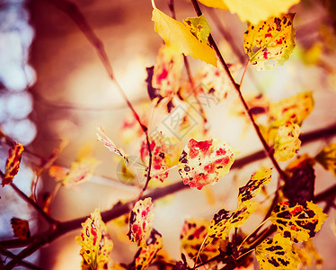 花园公园里的秋叶,秋天的自然背景图片