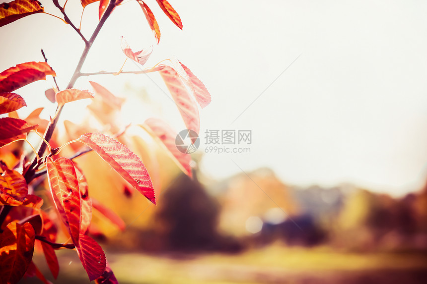 秋天的背景与美丽的红叶户外自然与阳光图片