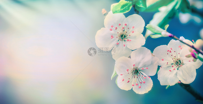 可爱的白色花朵柔的蓝色自然背景,花卉边界图片