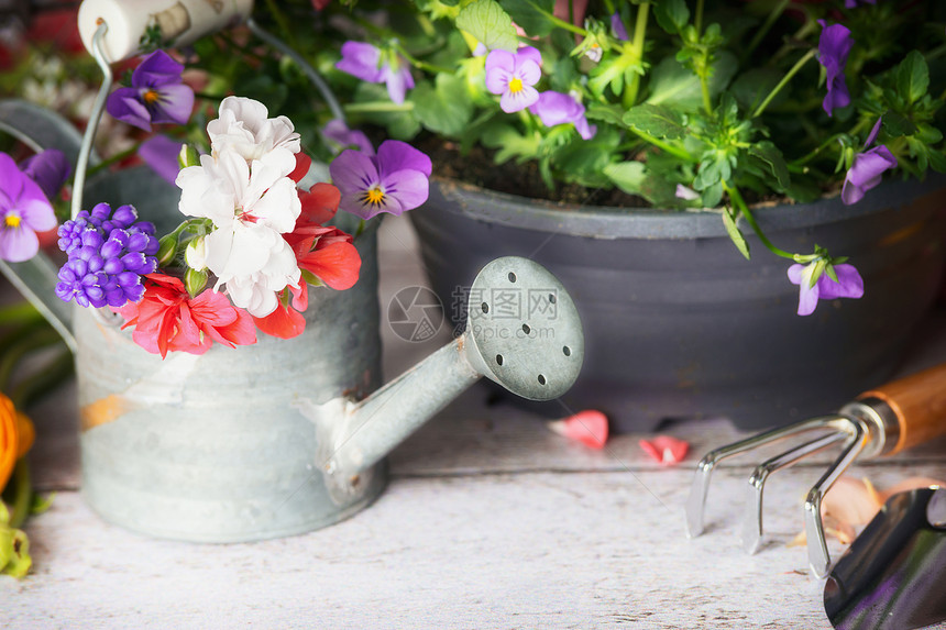 园艺桌上浇水罐工具鲜花,特写图片