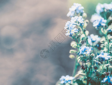 自然背景与蓝色忘记花,花卉边界背景图片