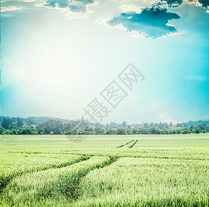 绿色的麦田,蓝天上拖拉机痕迹的农村农业农耕景观图片