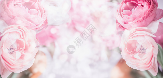 花缘与粉红色的淡花博凯背景的特写粘贴节日贺卡背景图片