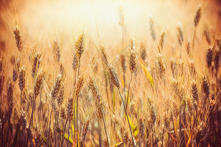 美丽的金色麦穗谷物田日落的光线背景下,农业农场农业图片