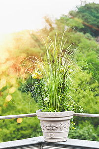 美丽的露台花盆与潘帕斯草绿色百合阳台露台日落的光线城市集装箱园艺,花庭院盆栽的想法背景图片