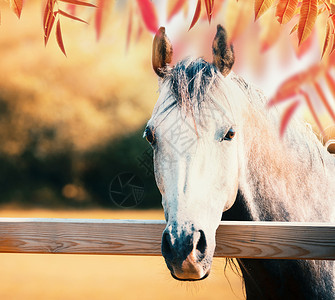 美丽的灰色马头围场围栏秋天的自然背景与五颜六色的秋天树叶图片