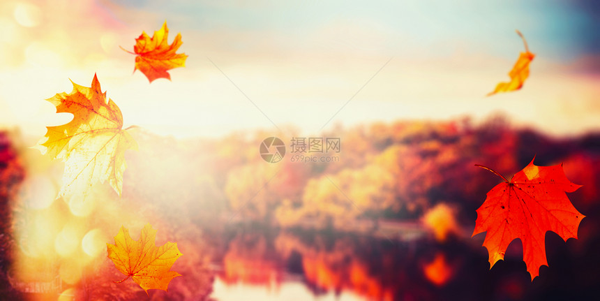 秋天的背景与落叶城市公园的景观与五颜六色的树木日落的灯光与波克,全景图片