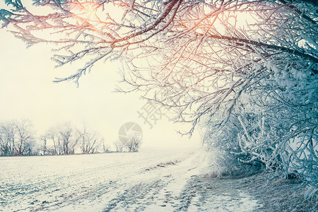 美丽的冬季乡村景观,雪树田野阳光下,户外自然图片