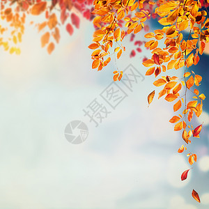 秋天的叶子背景与深色落叶天空与波基,广场图片
